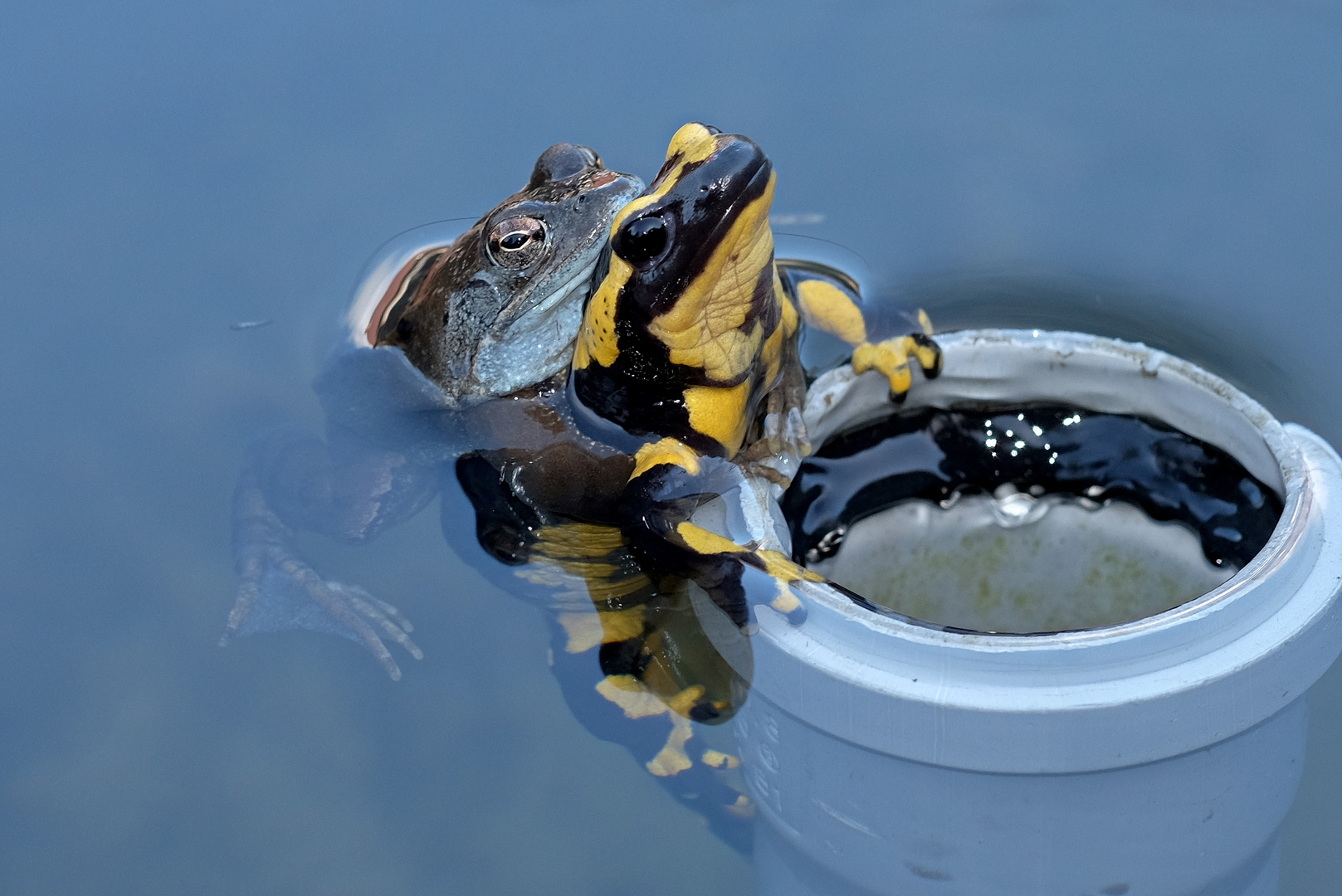 Rettungsschwimmer