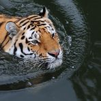 Rettungsschwimmer / Amur-Tiger