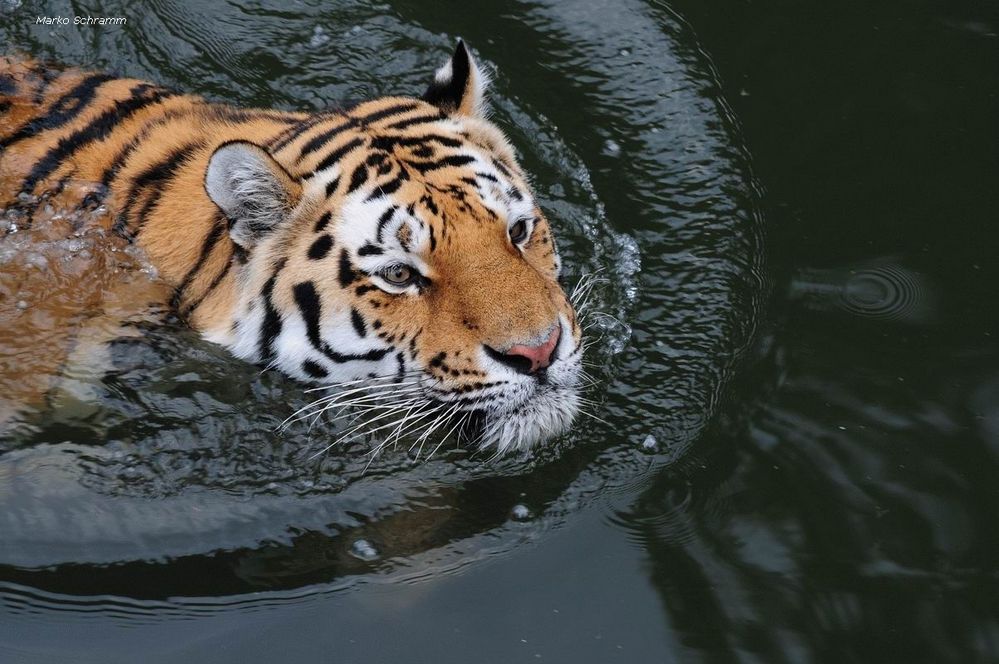 Rettungsschwimmer / Amur-Tiger