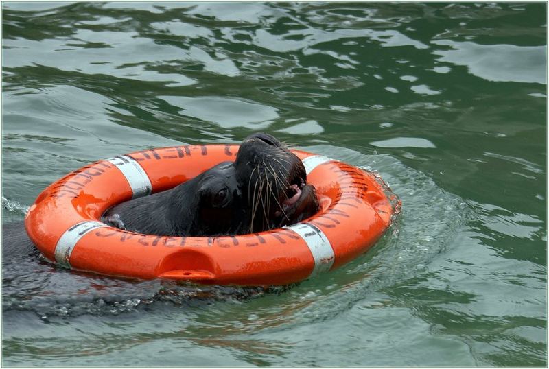 Rettungsschwimmer des Jahres