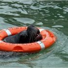 Rettungsschwimmer des Jahres