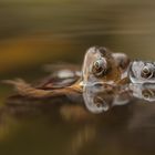  Rettungsschwimmer von der DLRG