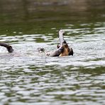 Rettungsschwimmerin