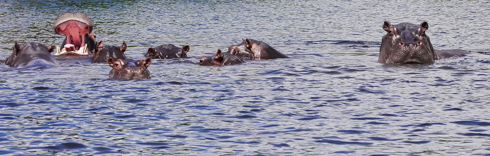 Return to Africa: Gruppenbad