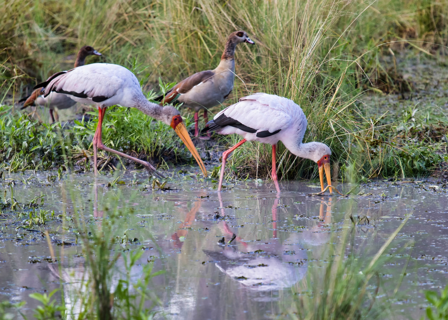 Return to Africa: Nimmer gans so viel los