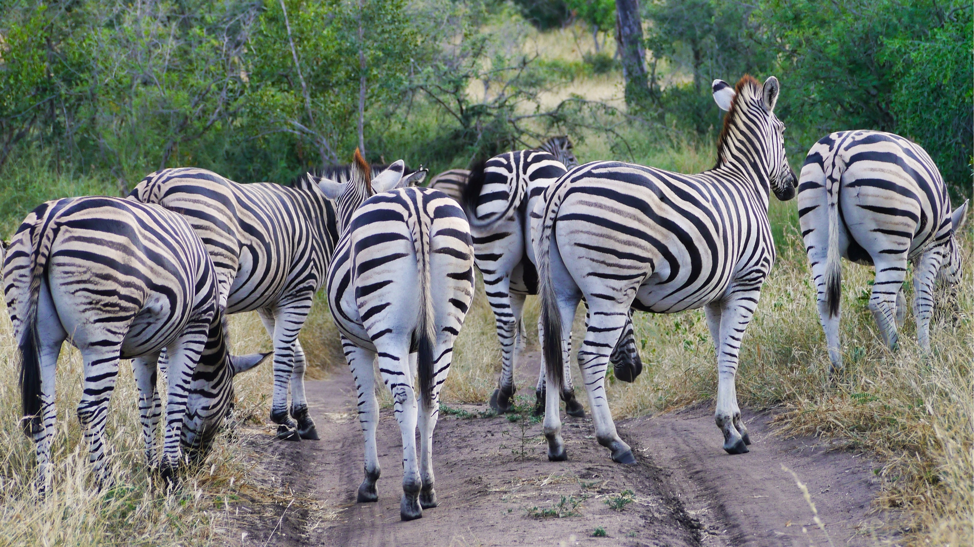 Return to Africa: Vorsichtig an den Zebrastreifen heranfahren...