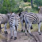 Return to Africa: Vorsichtig an den Zebrastreifen heranfahren...