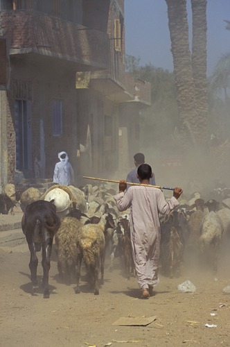 Returning to village - Egypt