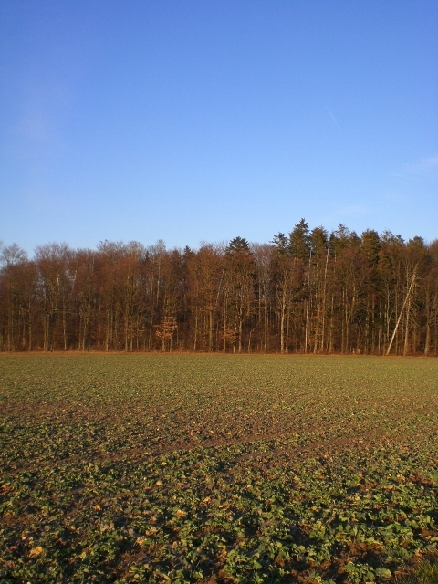 Reuderner Wald