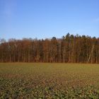 Reuderner Wald