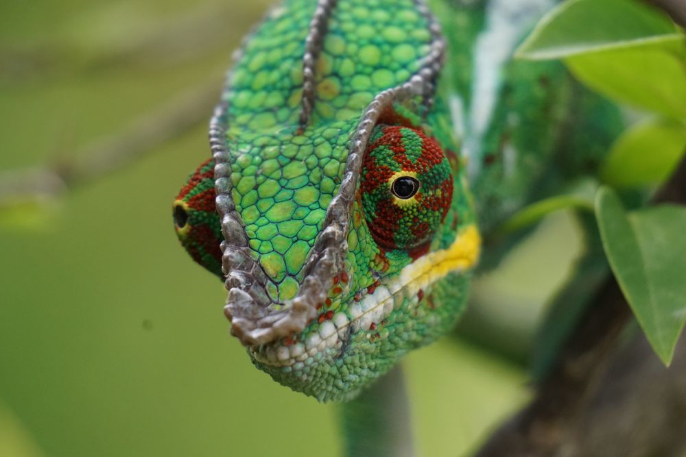 Reuinion, Chamäleon Foto & Bild | grün, natur, tiere Bilder auf