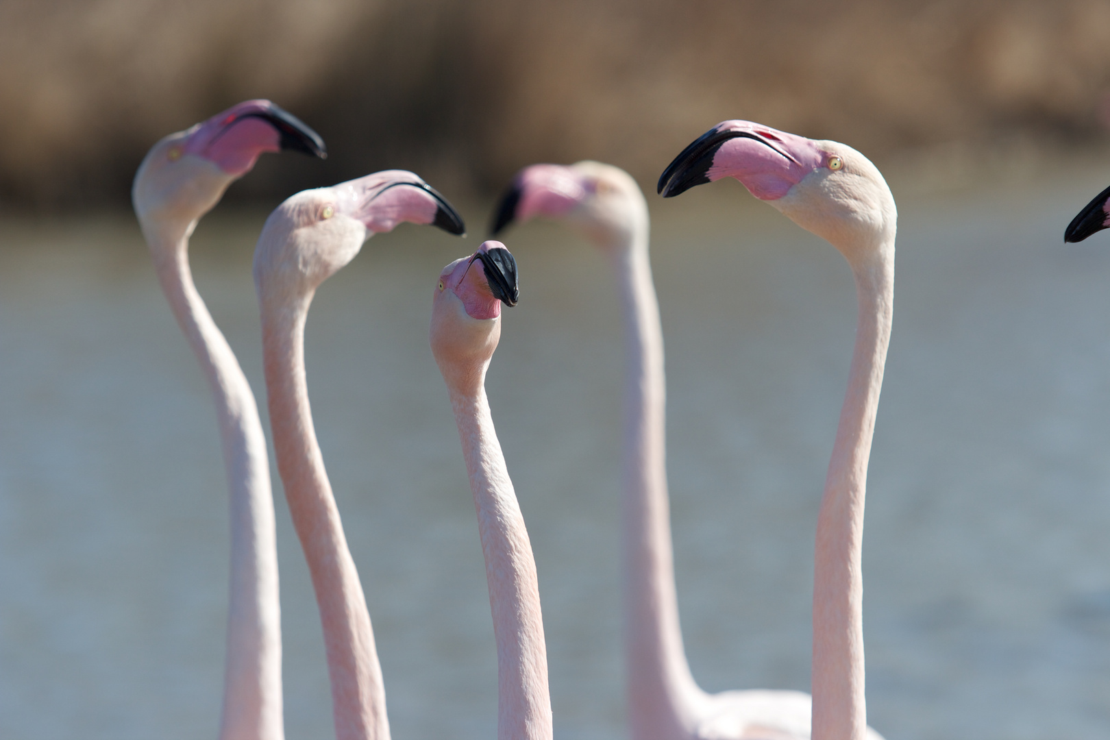 Réunion au sommet de flamant rose