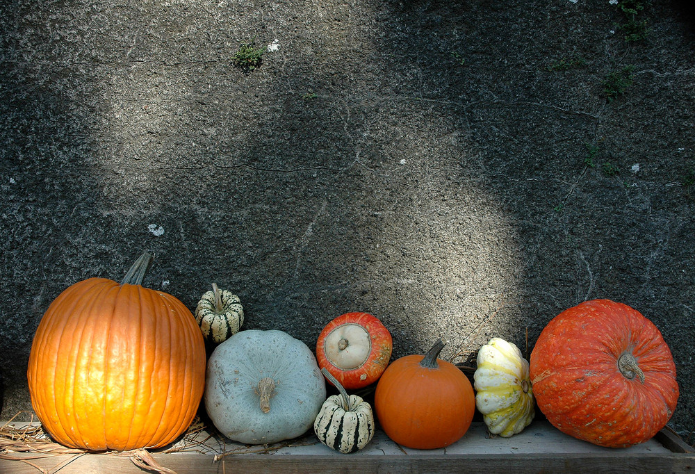 réunion de courges/ Kürbisbank