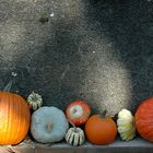 réunion de courges/ Kürbisbank