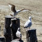 Réunion de famille à Saint-Malo sur les Brises Lames