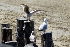 Réunion de famille à Saint-Malo sur les Brises Lames