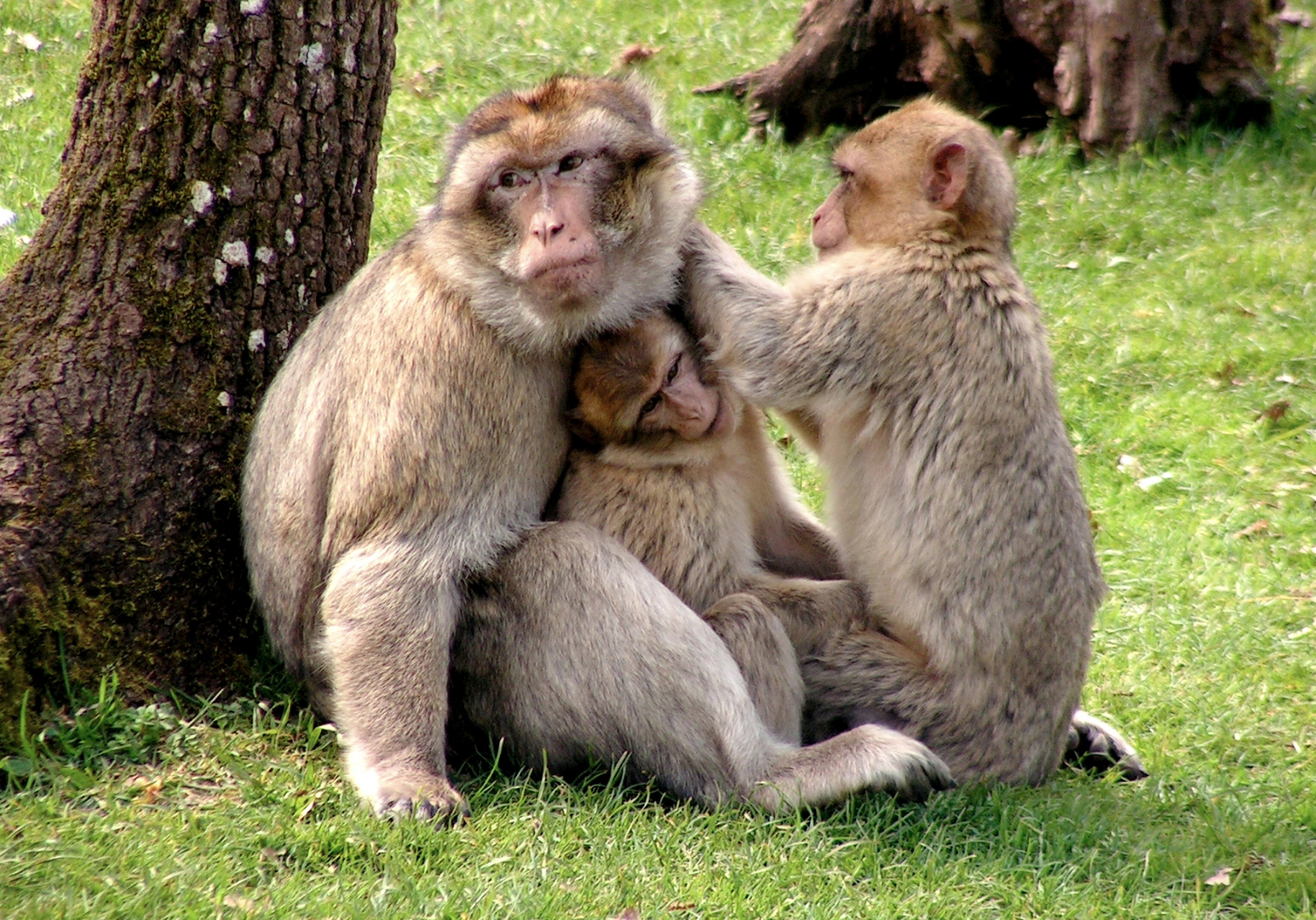 REUNION DE FAMILLE...