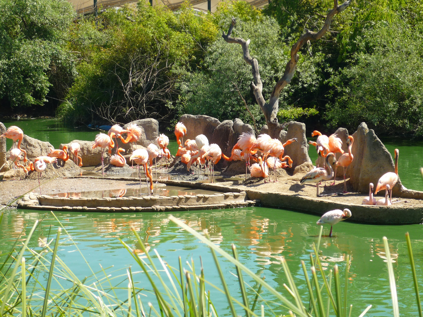 Réunion de flamants roses