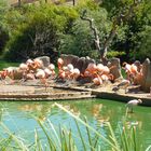 Réunion de flamants roses