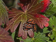 Réunion de gendarmes au jardin -- (Pyrrhocoris apterus) -- Versammlung von Feuerwanzen im Garten