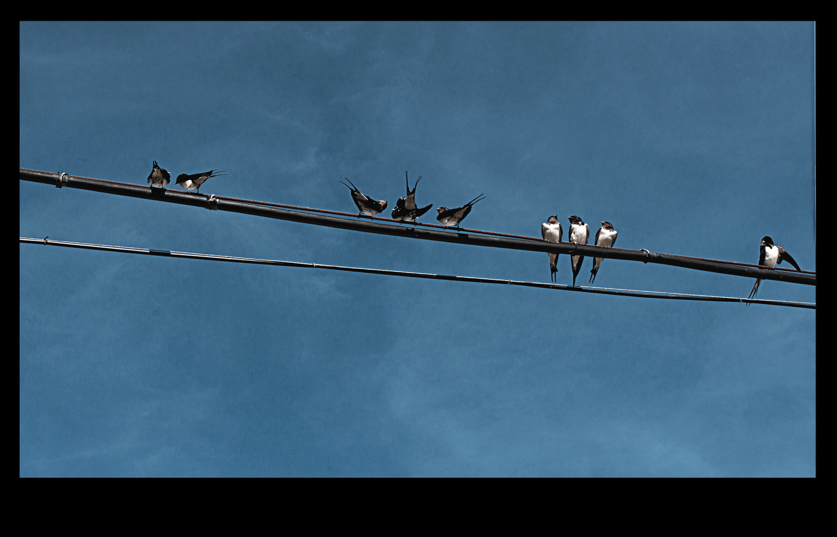 Reunion de pajaros