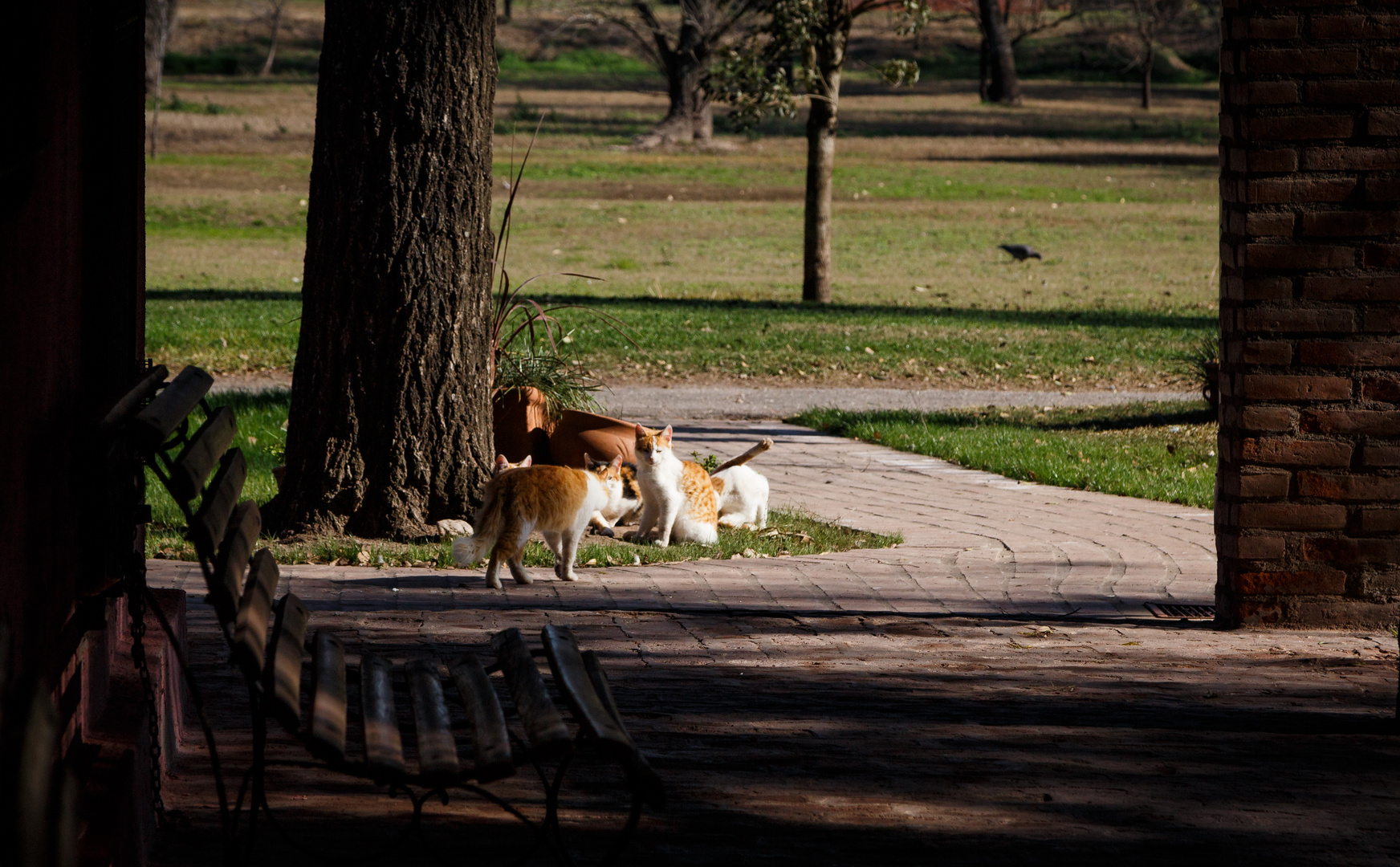 Reunión gatuna