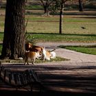 Reunión gatuna