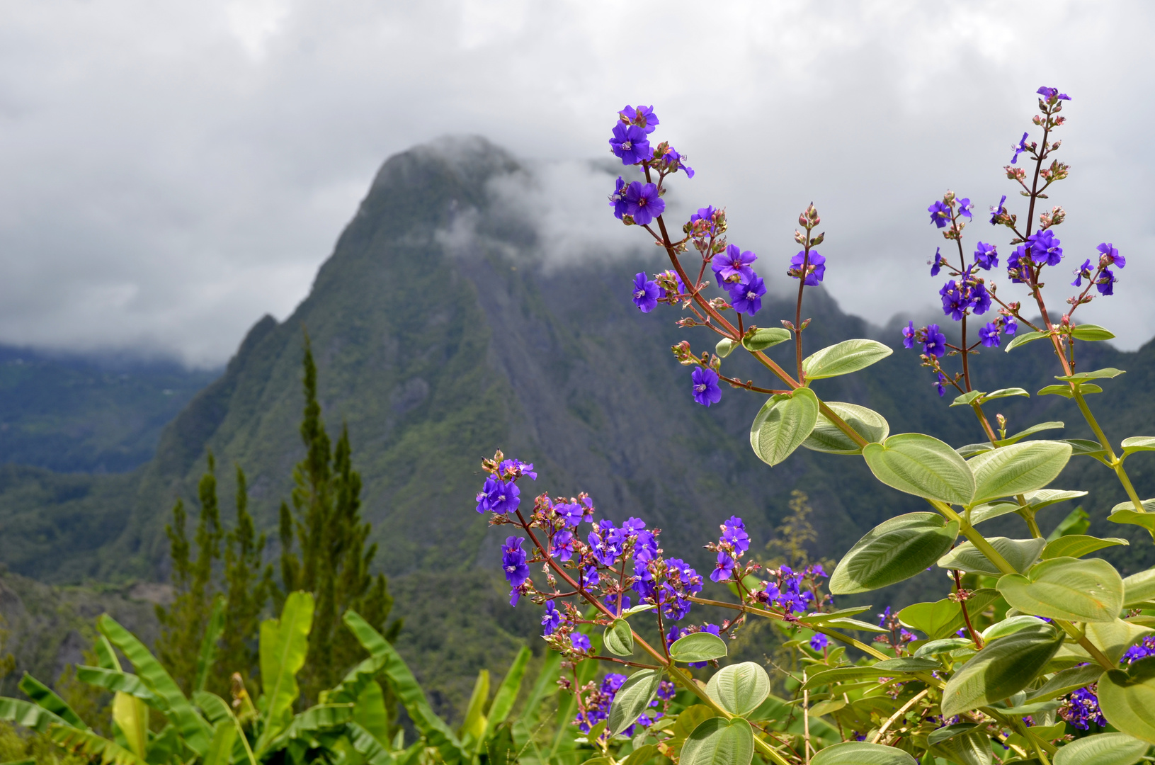 Réunion  mit Aida Blu 