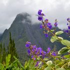Réunion  mit Aida Blu 