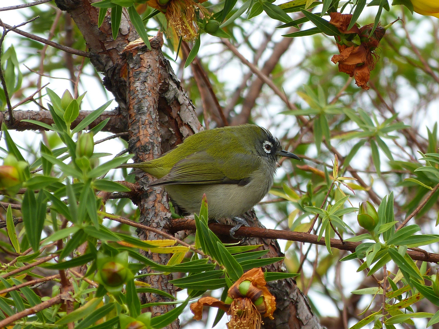 Réunion olive white-eye (Oliv-Brillenvogel)