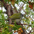 Réunion olive white-eye (Oliv-Brillenvogel)