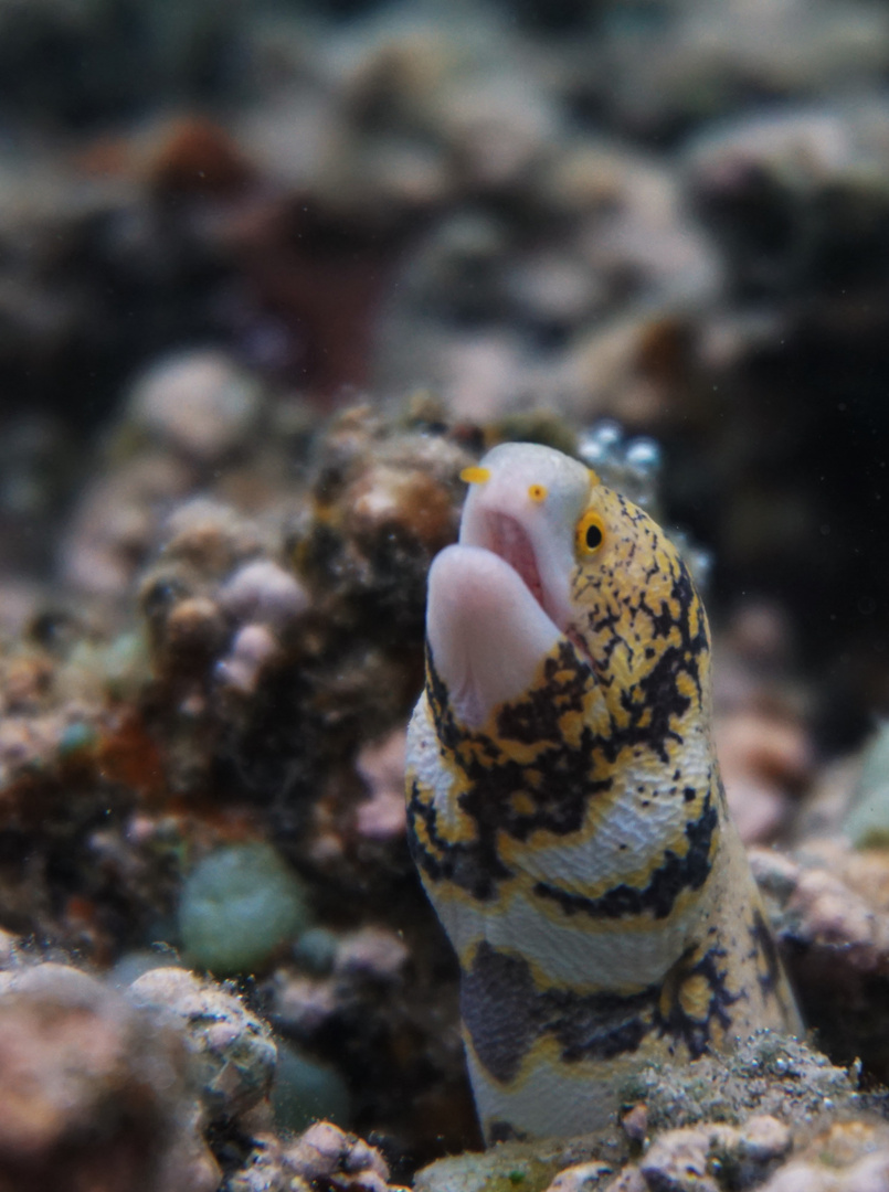 Reunion, snowflake moray eel