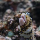 Reunion, snowflake moray eel