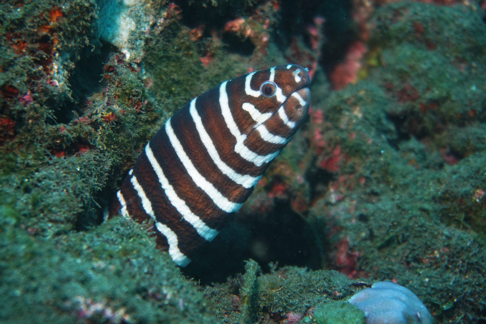 Reunion, zebra moray eel