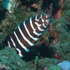 Reunion, zebra moray eel