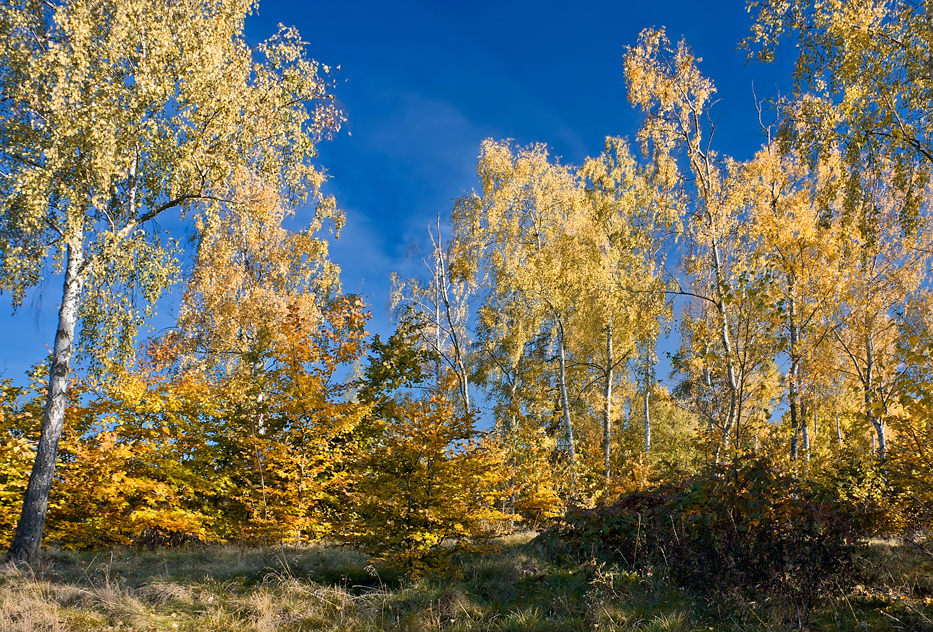 Reusaer Wald, Plauen