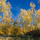 Reusaer Wald, Plauen