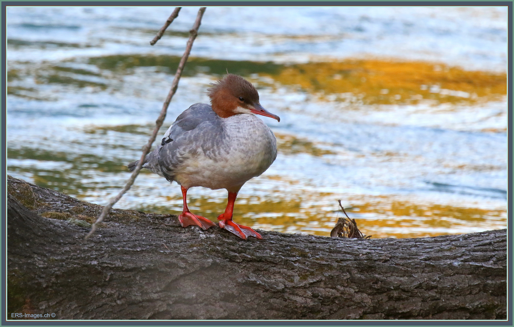 Reuss: Gänsesäger weiblich_Goosander_Smergoniere_Harle Bièvre_ Mergus merganser 2022-08-22 053 ©