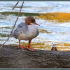 Reuss: Gänsesäger weiblich_Goosander_Smergoniere_Harle Bièvre_ Mergus merganser 2022-08-22 053 ©