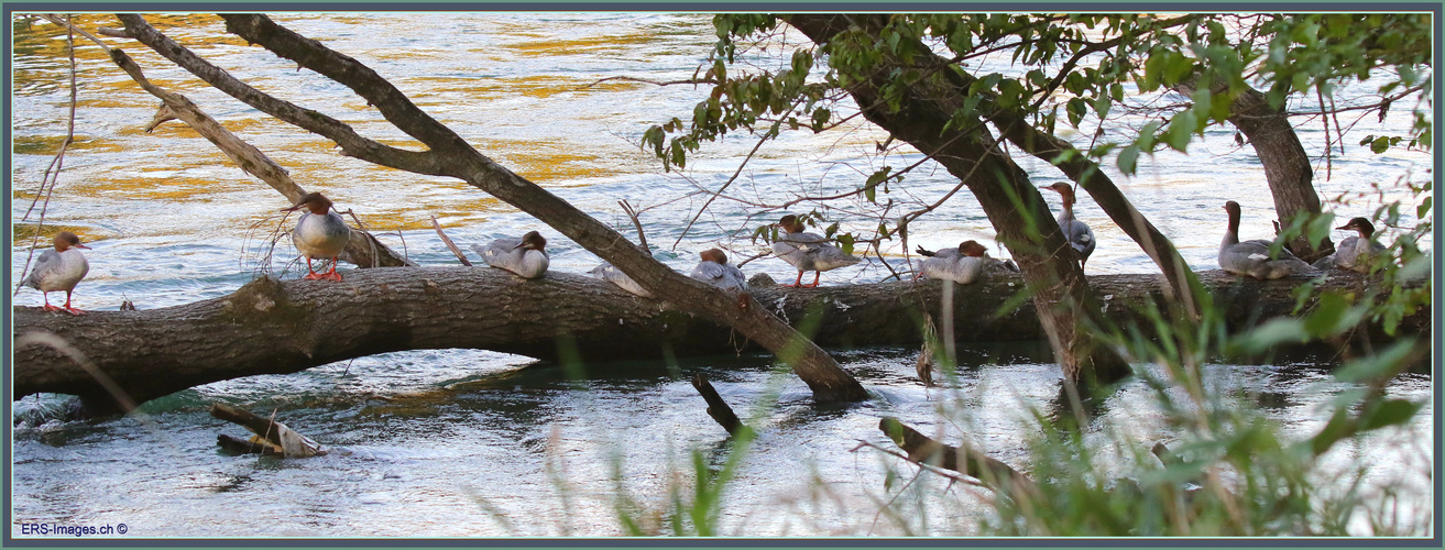 Reuss Mergus merganser, Gänsesäger, Harle bièvre, Goosander, Smergoniere 2022-08-22 022 ©