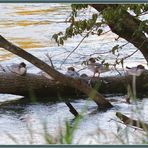 Reuss Mergus merganser, Gänsesäger, Harle bièvre, Goosander, Smergoniere 2022-08-22 022 ©