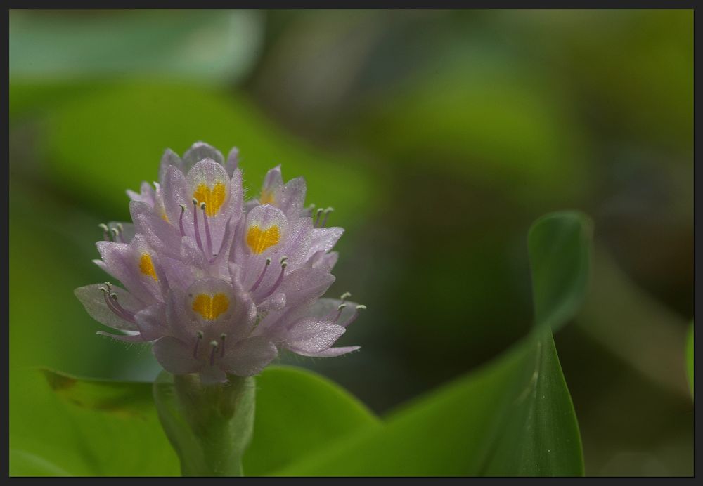 reussia rotundifolia