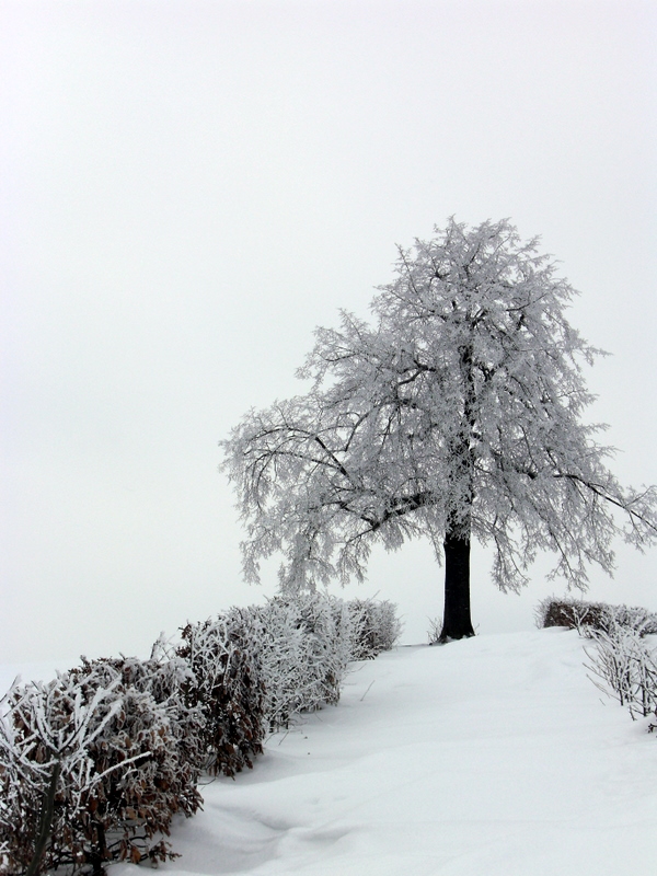 Reuther Linde bei Schnee