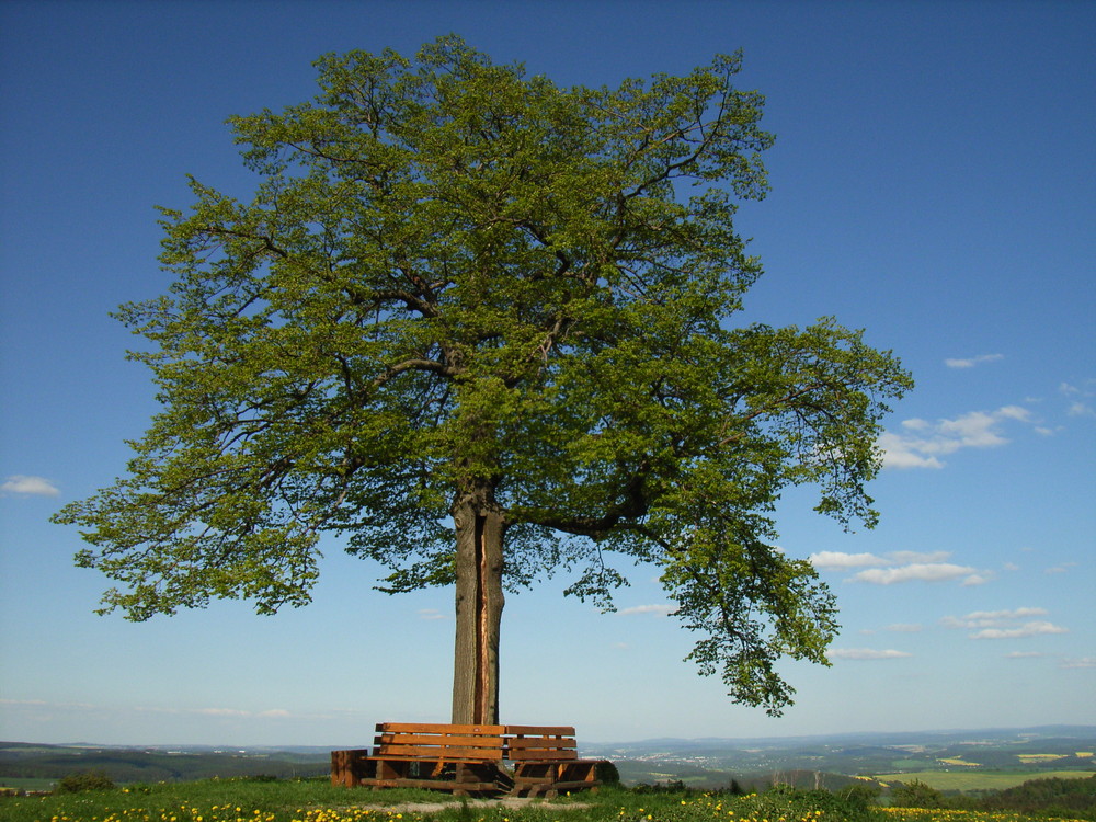 Reuther Linde im Vogtland