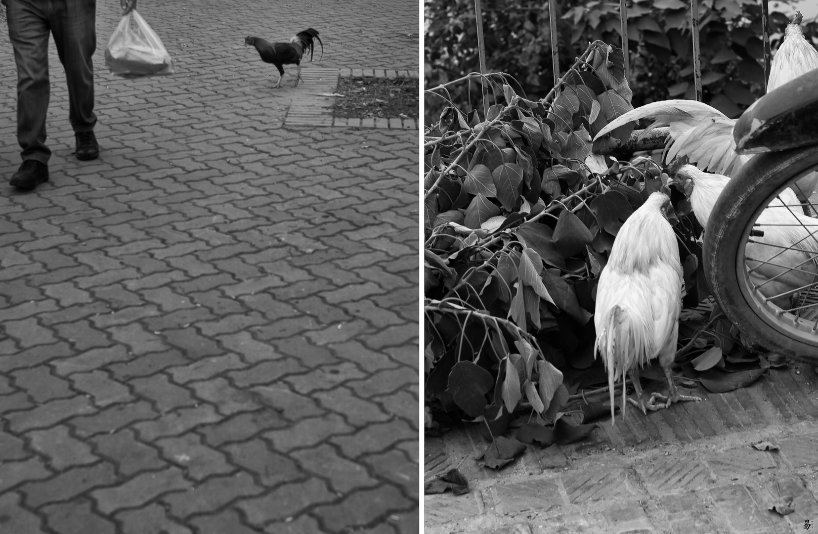 revange Foto & Bild | natur, leica, menschen Bilder auf fotocommunity