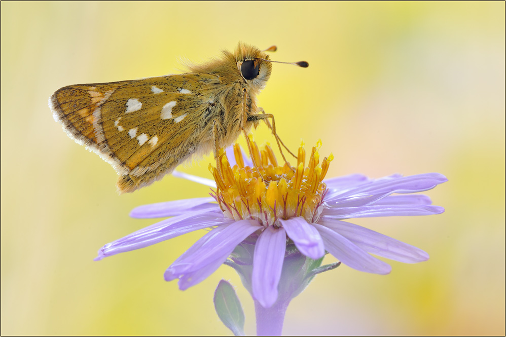 ~ Reve de fleurs II ~