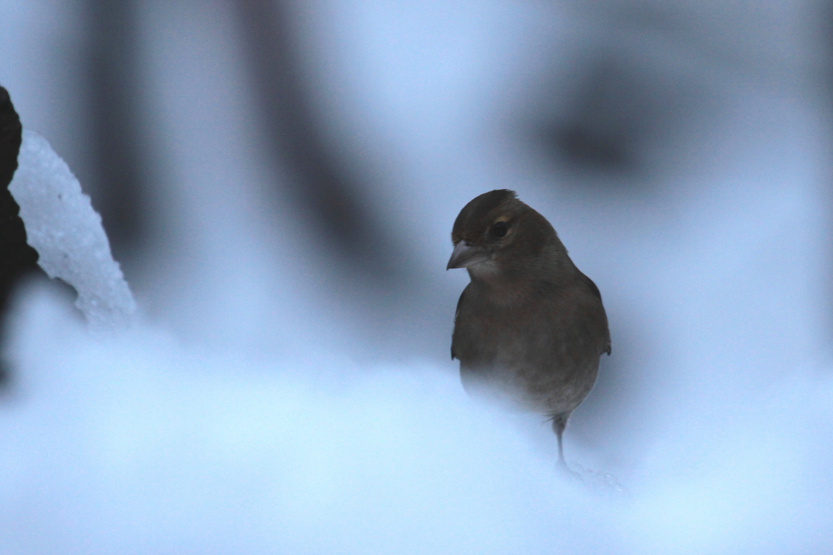 Reve de neige