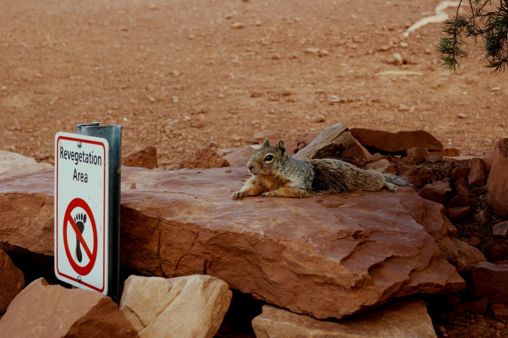 Revegetation Area