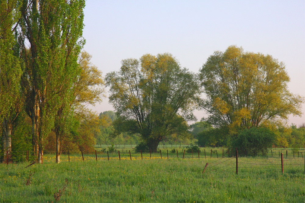 Réveil de la nature en Lorraine - 1