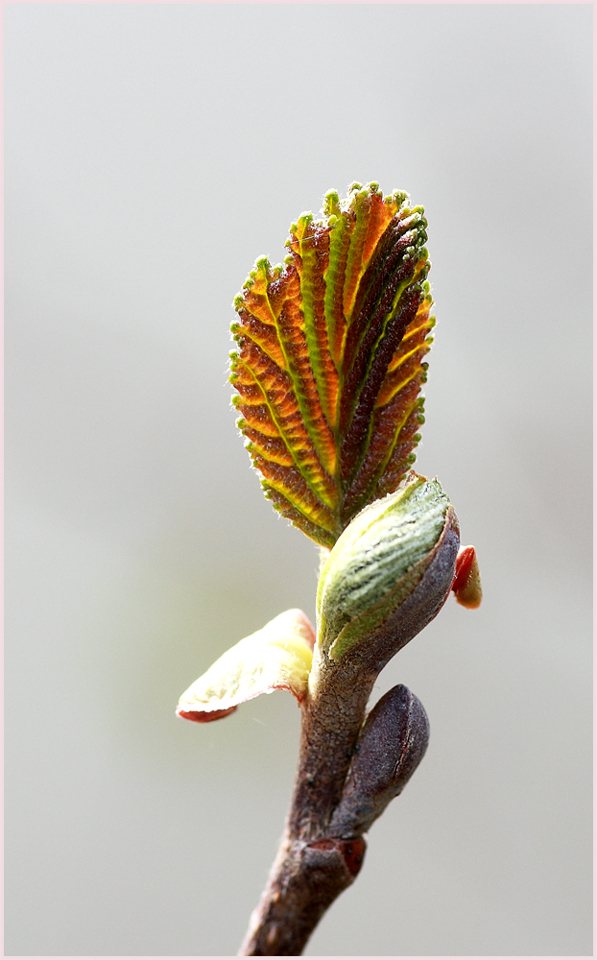 réveil de printemps ....